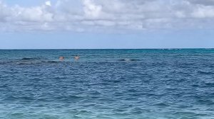 Живность на пляже ..... 12.01.26.