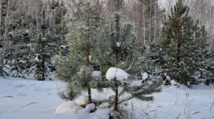 Камские зарисовки январь 2025 г.