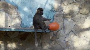 Стёпа, зачем драку устроил? Маленькие гамадрилы играют с яйцами! Неизданное.