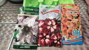 13 января 2026 год. Эксперимент  раннего посева цветов. Петуния в снег.