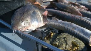 Шестаков: Россия полностью обеспечивает себя рыбой и морепродуктами