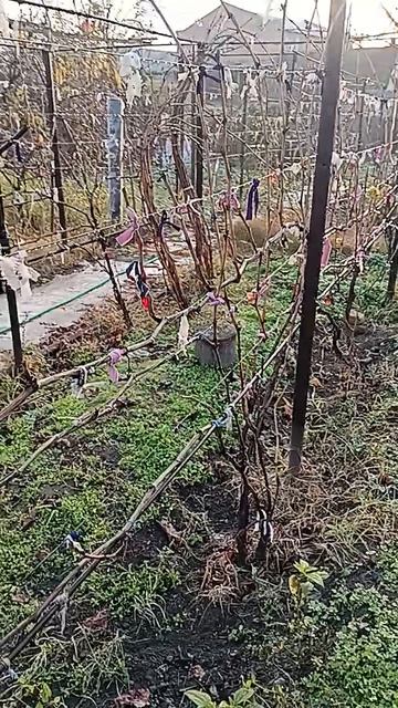 Наличие лозы и её состояние.