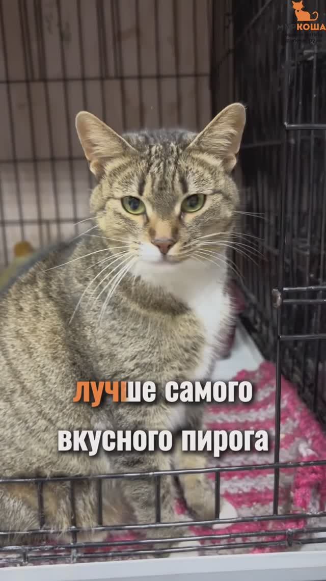 Мэйбл ждёт вас в приюте #Муркоша смотреть онлайн