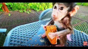 ЗАДАНИЕ- попробуй отбери у  Люси тульский пряник!!!