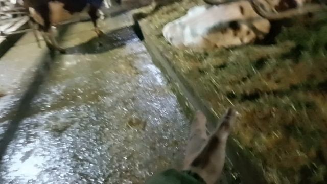 Удобный коровник для ЛПХ