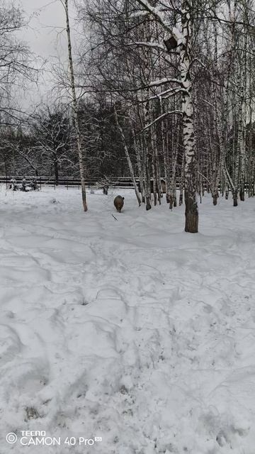 Лосиная биостанция. Кабаны смотреть онлайн