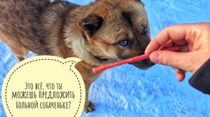 Наблюдаем за дикими курочками фазанами. Пёс Кубик машет хвостом. Уходим в режим морозов