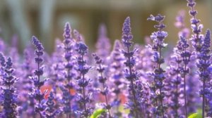 Лекарственные растения, на вашей даче и цветик-семицветик, в домашних условиях !