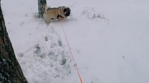 НЕБЫВАЛЫЙ СНЕГОПАД в КРАСНОДАРЕ! #снегопад #краснодарсегодня