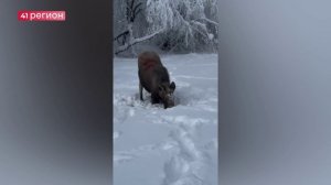 СПАСЁННАЯ КАМЧАТЦАМИ ЛОСИХА НАЙДЁНА ЖИВЁТ СВОЮ ЛУЧШУЮ ЖИЗНЬ • БЕЗ КОММЕНТАРИЕВ