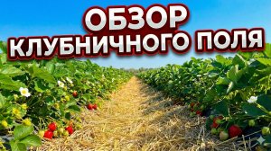 Обзор нового участка