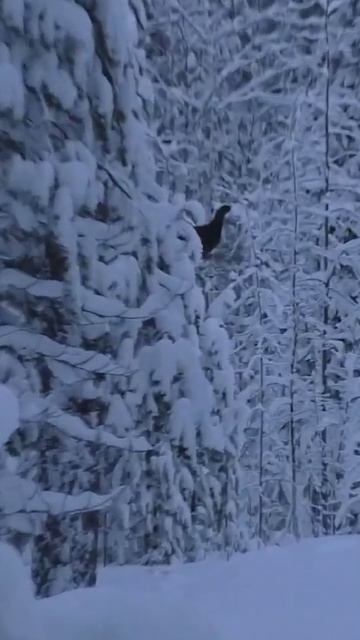 Охота на глухаря с мелкашкой в морозный день. смотреть онлайн