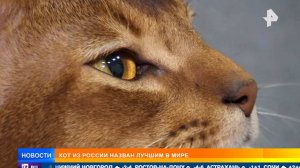 Кот Далмор из России признан лучшим в мире
