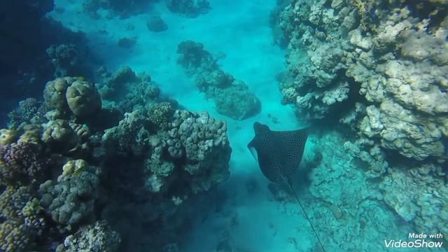 Черный скат смотреть онлайн