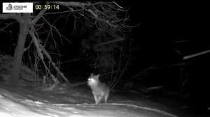 Волки в Алтайском заповеднике