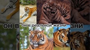 ❤ 𝚝𝚒𝚐𝚎𝚛❤