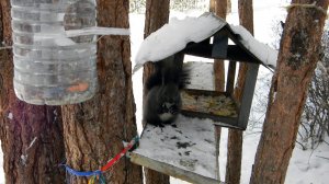 " Белки радуются первому снегу... "