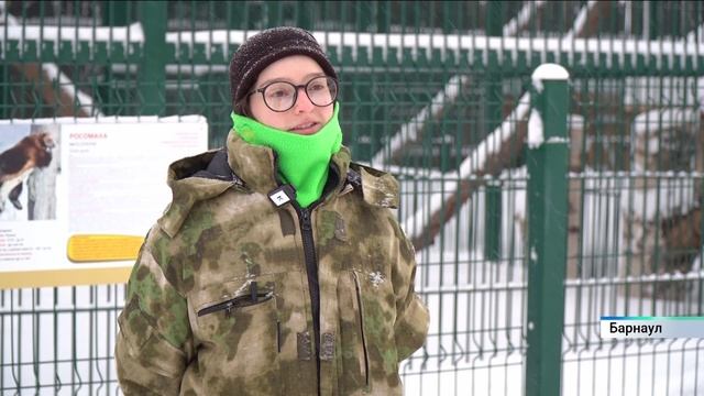 В барнаульский зоопарк привезли росомаху из Москвы смотреть онлайн