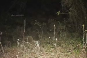 ДР Конго - Рептилоиды атакуют!