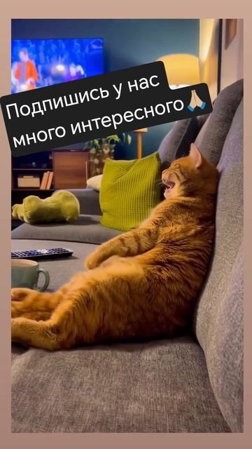 🤣как спалось 🤣 смотреть онлайн