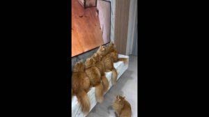 #смешныевидео -235