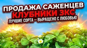 клубника 🍓 продажа саженцев)