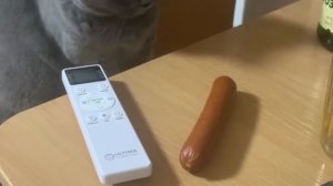 Кого я хочу обмануть!🙀