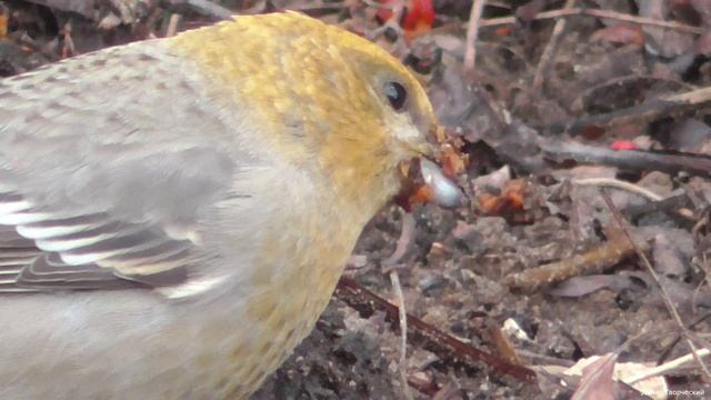 Щуры на рябине смотреть онлайн