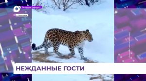 Леопарды забрели на территорию частного дома в селе Яконовка