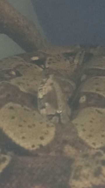 Удав Мигелла... 10 января 2026 г. смотреть онлайн