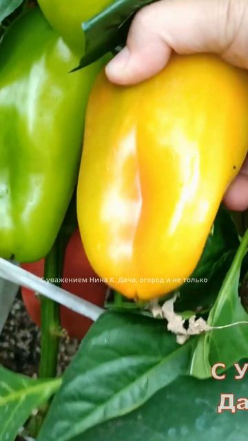 Очень Урожайный сорт перца Алёшка смотреть онлайн