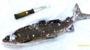 ХАРИУС на ПОЛ МЕТРА ! Продираемся через дебри. Юмос.