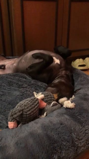 Махаон привет из дома