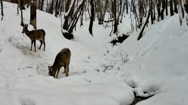Видео фото ловушки