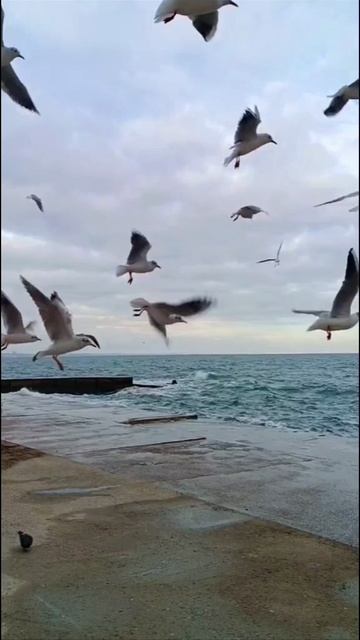 InShot_20260113_120113889 МОРЕ смотреть онлайн