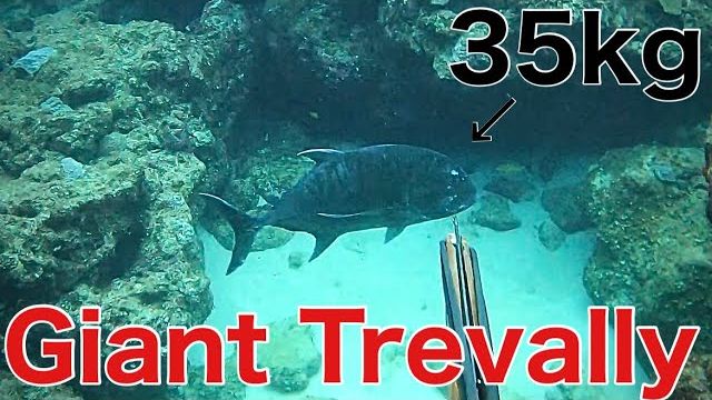 Подводная охота / Гигантский тревалли оказался совершенно неуловимым... смотреть онлайн