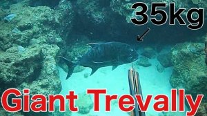 Подводная охота / Гигантский тревалли оказался совершенно неуловимым...