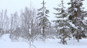 Немного из жизни...