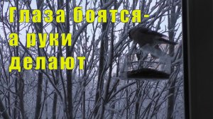 УТРО СО СНЕГИРЯМИ/ ГЛАЗА БОЯТСЯ - РУКИ ДЕЛАЮТ/ 08 января 2026