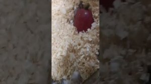 иду покупать корм хомячкам