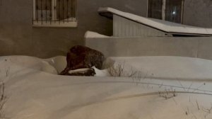 лайфхак как спастись от метели снега электромобиль