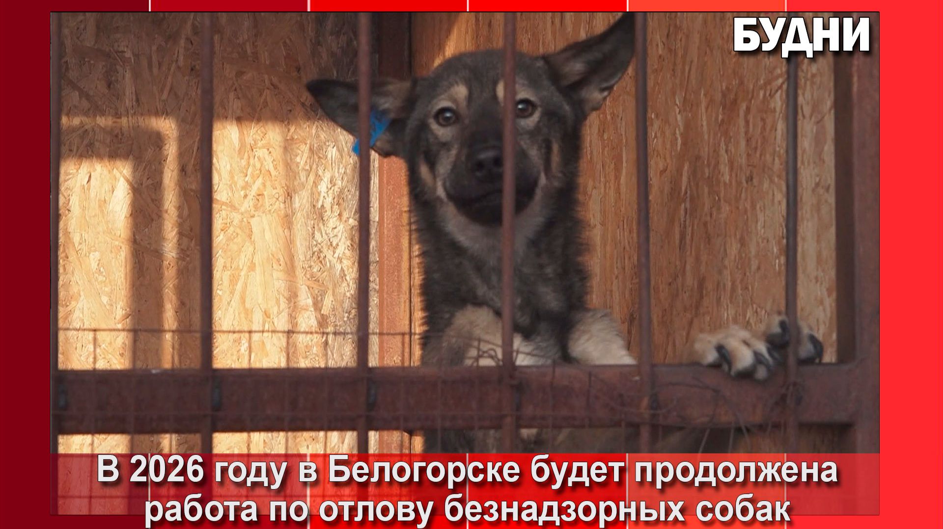 На отлов безнадзорных собак в Белогорске область выделила средства