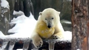 Медвежонок Стрелка показала тайную заначку с мясом и переключилась на игры с шаром.