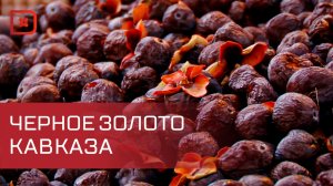 В Дагестане идет сбор урожая черной хурмы