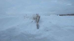 Отчёт с рыбалки на Енисее. Зверьё моё)))