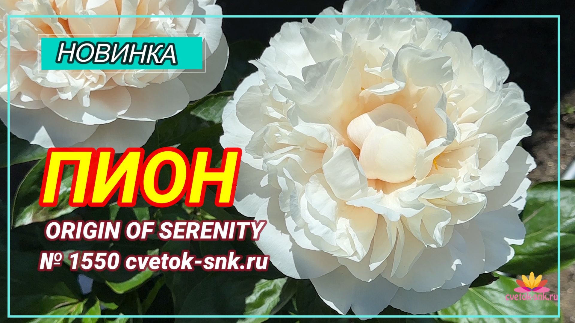 Травянистый гибрид «ORIGIN OF SERENITY»/Сад Ворошиловой