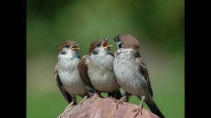 Весна (чуть забегая вперед...)