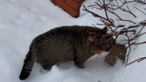 ДНЕВНИК лесного кота: «Проверка почты» - 13.01.2026