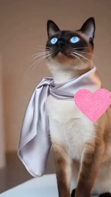 котики животные котята милота кошки кошачиймир питомцы