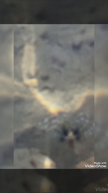 Крылатка смотреть онлайн